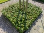 Cotoneaster Dammeri - Dwergmispel, Ophalen, Bodembedekkers, Vaste plant, Halfschaduw