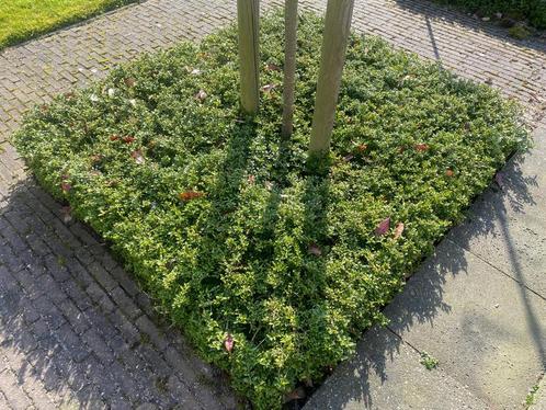 Cotoneaster Dammeri - Dwergmispel, Tuin en Terras, Planten | Tuinplanten, Vaste plant, Bodembedekkers, Halfschaduw, Lente, Ophalen