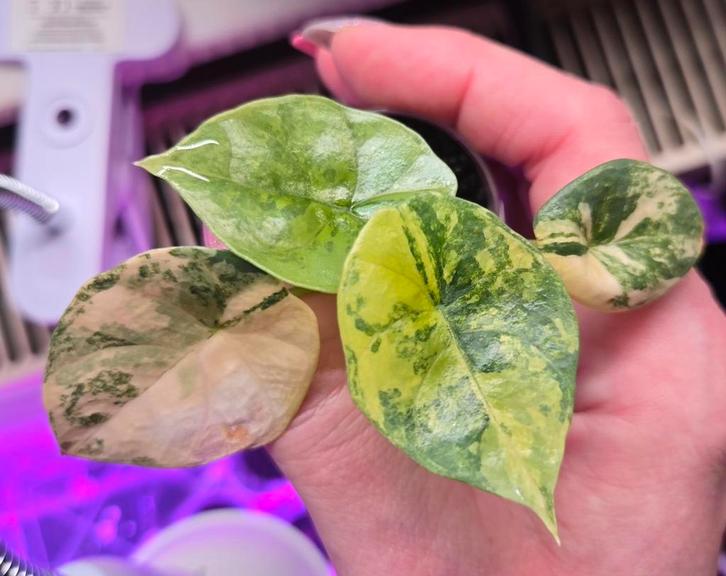 Alocasia Sinuata variegata, Huis en Inrichting, Kamerplanten, Ophalen of Verzenden