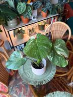 Monstera Thai sterrenbeeld, Ophalen