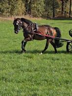 Lieve aangespannen New forest ruin. 5 jaar., Dieren en Toebehoren, Paarden, Ruin