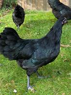 Zwarte Australorp Trio, Meerdere dieren, Kip