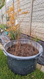 Granaatappelboom " Punica Granatum ", Tuin en Terras, Planten | Bomen, In pot, Ophalen of Verzenden