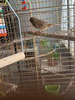 man kanarie met kooi, Dieren en Toebehoren