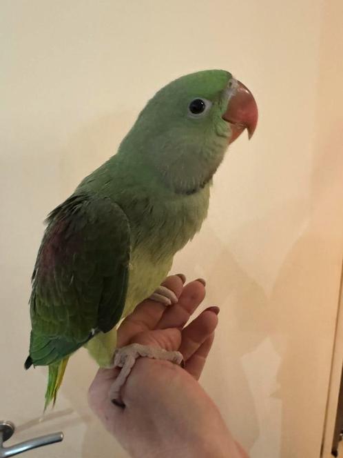 Grote Alexander parkiet, net zelfstandig, Dieren en Toebehoren, Vogels | Parkieten en Papegaaien, Parkiet, Vrouwelijk, Tam, Geringd