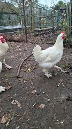 Raszuivere witte jonge haan Mechelse hoen, Dieren en Toebehoren, Pluimvee
