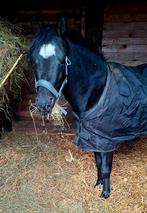 Mooie zwarte d pony, Dieren en Toebehoren, Pony's, Gechipt, Ruin, 7 tot 10 jaar, Onbeleerd