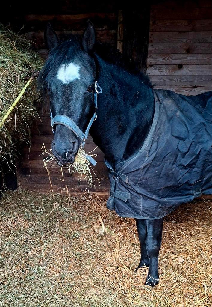 Mooie zwarte d pony, Dieren en Toebehoren, Pony's, Ruin, Onbeleerd, D pony (1.37m tot 1.48m), Recreatiepony, 7 tot 10 jaar, Gechipt