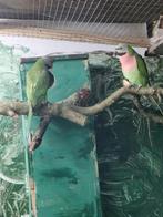 Roze borst baardparkiet, Dieren en Toebehoren