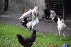 dieren, Dieren en Toebehoren, Pluimvee, Meerdere dieren, Kip