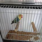 Fischeri kweekpop, Dwergpapegaai of Agapornis, Geringd