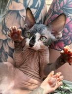 Sphynx kitten te koop mag direct verhuizen!, Dieren en Toebehoren, Katten en Kittens | Raskatten | Korthaar, Poes, Gechipt, 0 tot 2 jaar