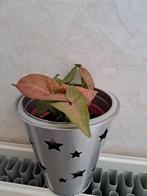 Syngonium, Enlèvement