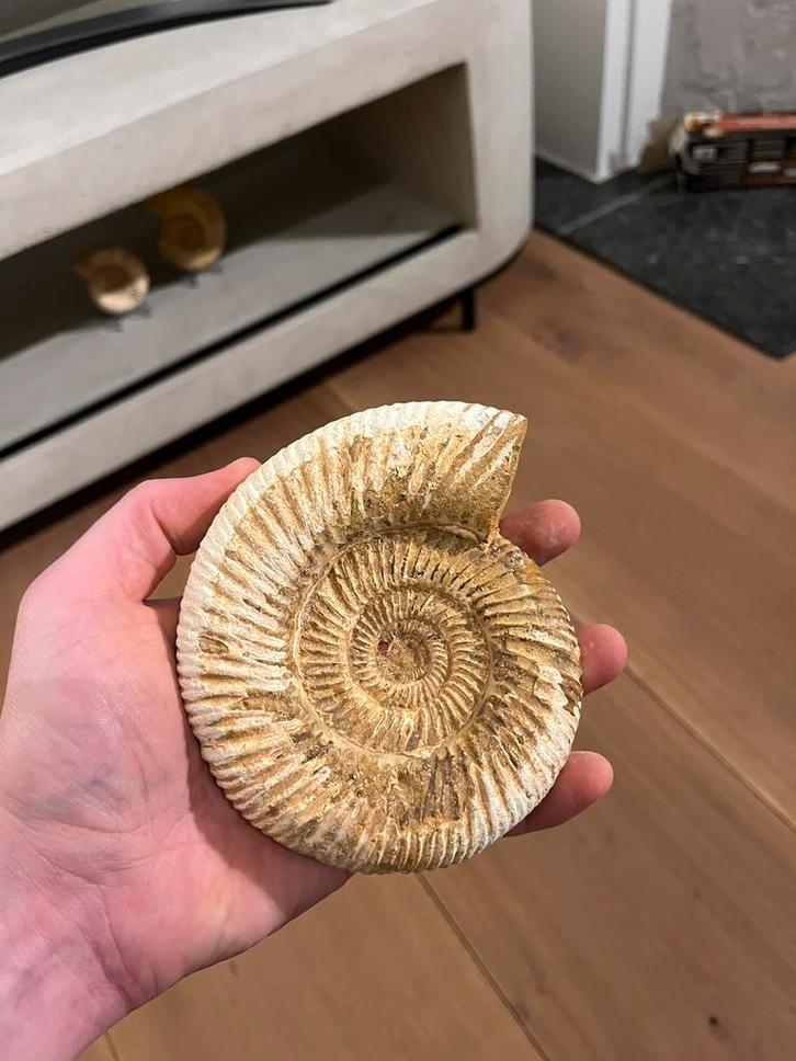 Ammoniet Madagaskar - 0.6kg, Verzamelen, Mineralen en Fossielen, Fossiel, Ophalen