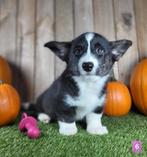 Welsh Corgi Cardigan pups Belgisch corgi pups, Dieren en Toebehoren, Honden | Herdershonden en Veedrijvers, België, Overige rassen