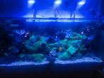 Zee aquarium, Dieren en Toebehoren, Ophalen, Zo goed als nieuw, Gevuld zeewateraquarium