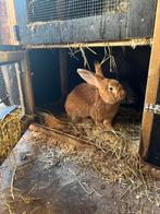 Vlaamse reuzen (rammelaars)/ blauw van sint-niklaas, Mâle, Grand, 0 à 2 ans