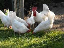 Poules pondeuses Leghorns blanches 0472/51.09.71, Animaux & Accessoires, Volatiles, Poule ou poulet