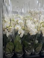 Orchidée phalaenopsis fraîche à vendre, Maison & Meubles, Plantes d'intérieur, Enlèvement