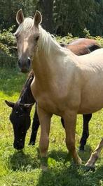 Zeer talentvolle palomino jaarling hengst top springgefokt, Dieren en Toebehoren, Paarden, Springpaard, Gechipt, 0 tot 2 jaar