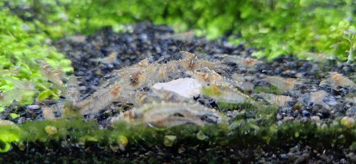Garnalen - Mini Japonica, Dieren en Toebehoren, Vissen | Aquariumvissen, Zoetwatervis, Kreeft, Krab of Garnaal, Schoolvis