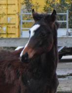 merrieveulen Sir Donnerhall X BH Romanov uit Topstam, Dieren en Toebehoren, Merrie, Gechipt, Dressuurpaard, 0 tot 2 jaar