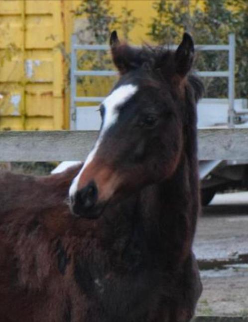 merrieveulen Sir Donnerhall X BH Romanov uit Topstam, Dieren en Toebehoren, Paarden, Merrie, Onbeleerd, 165 tot 170 cm, 0 tot 2 jaar