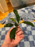 Bucephalandra 'Pearl Gray', Ophalen of Verzenden, Nieuw, Plant(en), Steen of Hout