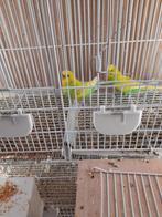 Koppel geel groen geasparkieten, Dieren en Toebehoren, Vogels | Parkieten en Papegaaien