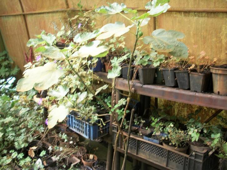 Ficus carica of vijgenplant, Tuin en Terras, Planten | Fruitbomen, Vijgenboom, 100 tot 250 cm, Volle zon, Ophalen