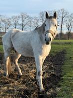 Paard te koop, Dieren en Toebehoren, Paarden, Gechipt, Ruin, Niet van toepassing, Dressuurpaard