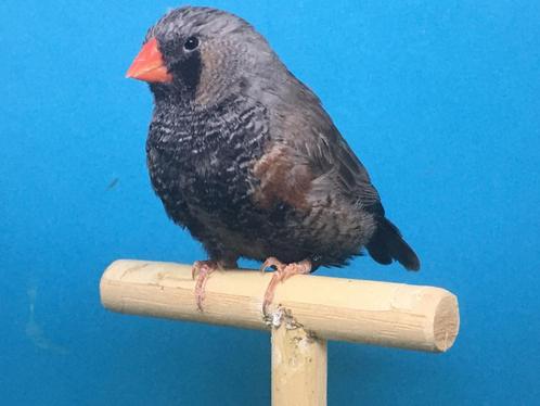 Koppel charcoal grijs x masker, zebravink, exoten, Dieren en Toebehoren, Vogels | Overige Vogels, Geringd