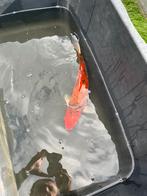 Japanse koi (35-40 cm), Karper of Koi