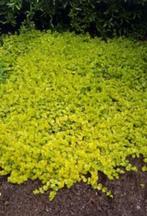 Lysimachia nummeralia of Penningkruid (bodembedekker), Ophalen, Vaste plant, Bodembedekkers, Halfschaduw