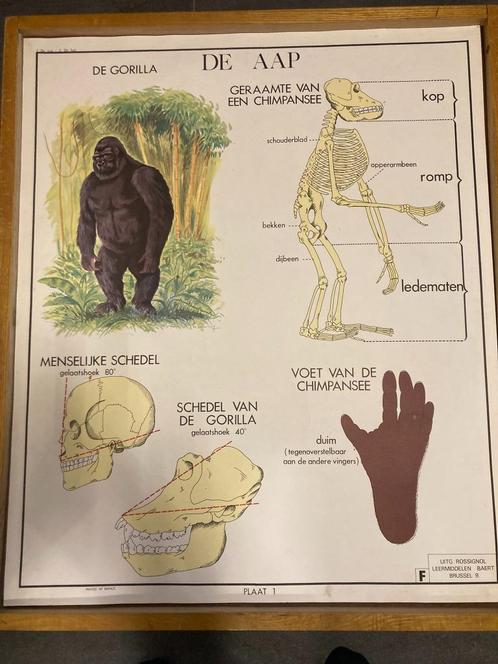 Dieren: wisselkader gewervelde en ongewervelde dieren, Antiek en Kunst, Curiosa en Brocante, Ophalen