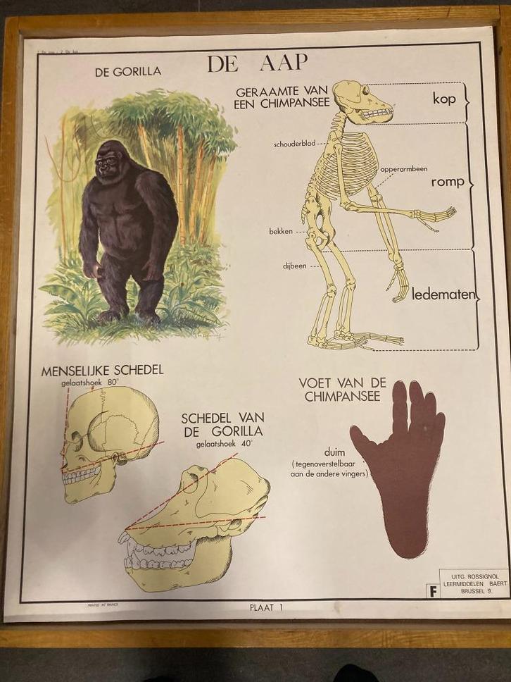 Dieren: wisselkader gewervelde en ongewervelde dieren, Antiek en Kunst, Curiosa en Brocante, Ophalen