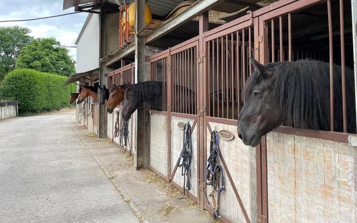 pensionstalling boutersem, Animaux & Accessoires, Box & Pâturages, Mise à l'étable, Pâturage, 4 chevaux ou poneys ou plus