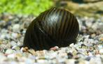 Hobbyaquarium Neritina turrita / Zebra sprintslak / Renslak., Dieren en Toebehoren, Vissen | Aquariumvissen, Slak of Weekdier