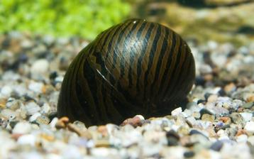 Hobbyaquarium Neritina turrita / Zebra sprintslak / Renslak. beschikbaar voor biedingen