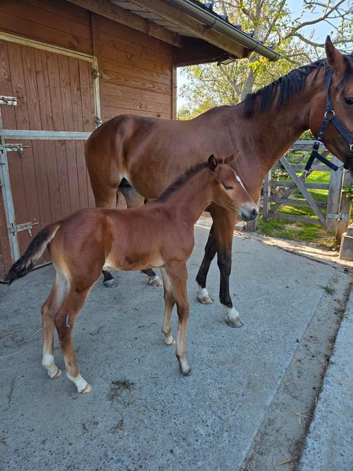 Emerald van't Ruytershof x For Pleasure hengstveulen, Dieren en Toebehoren, Paarden, Hengst, 0 tot 2 jaar, Springpaard, Met stamboom