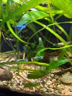 Guppy mix, Dieren en Toebehoren, Vissen | Aquariumvissen