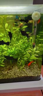 Warm water vissen, Dieren en Toebehoren, Ophalen