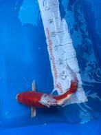 35 cm doitsu koi, Dieren en Toebehoren