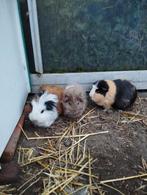 Cavia's, Février, Cobaye