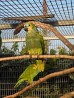Geelschouder blauwvoorhoofd amazone, natuurbroed, Domestique