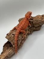 Pogona Extreme Red Hypotrans Leatherback voor heren, Dieren en Toebehoren, Hagedis, 0 tot 2 jaar