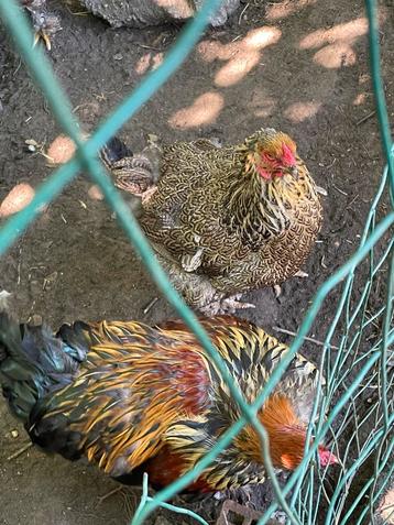 8 Broedeieren brahma goudpatrijs, Poule ou poulet
