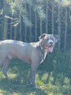 Bully xl, Dieren en Toebehoren, Honden | Bulldogs, Pinschers en Molossers, België, Particulier, 15 weken tot 1 jaar, Eén hond