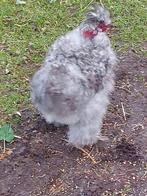 Gratis haantjes, Mannelijk, Kip