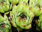 DONDERRBLAD _ SEMPERVIVUM TECTORUM, Tuin en Terras, Planten | Tuinplanten, Zomer, Vaste plant, Bodembedekkers, Ophalen